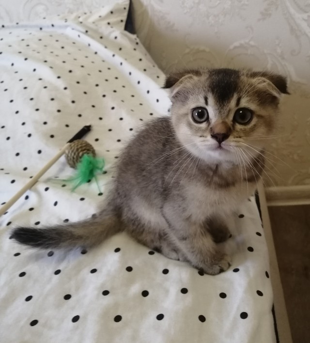 Котовторник (свои добавляем)