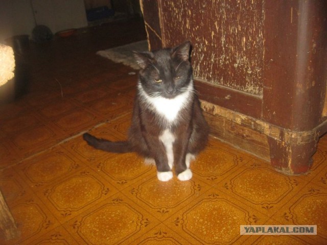 Жизнь домашнего приюта для котеек 369