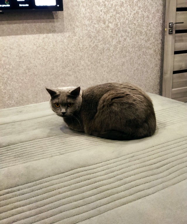 Милота котовторника