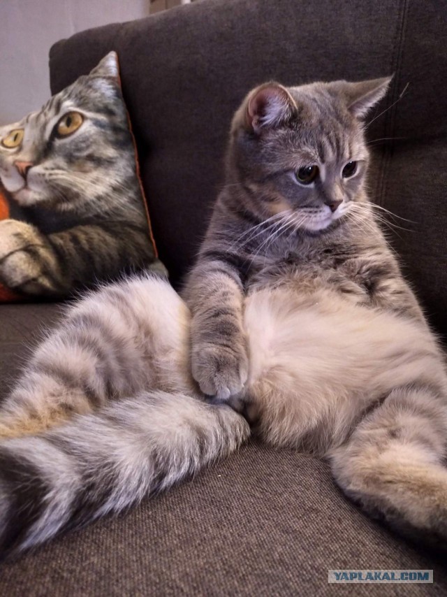 Котики не имеют национальности!!