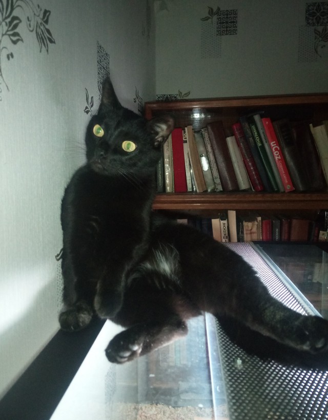 О котах