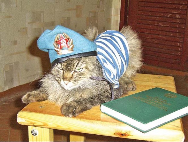 Лови кота!
