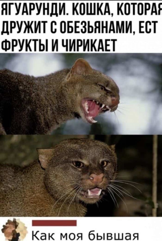 Баянисто-небаянистый юмор 28.03.22