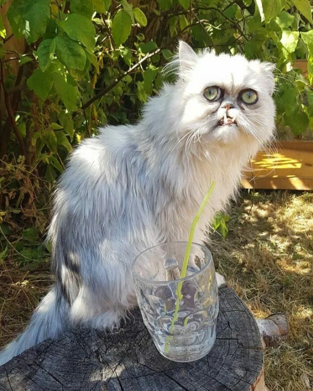 Котовторник