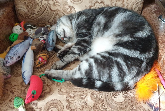 Котовторник