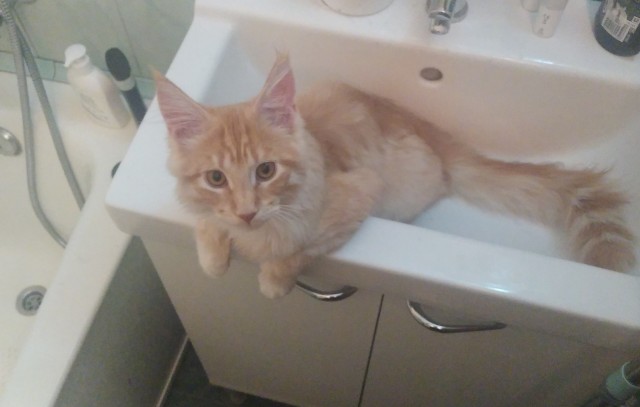 Рыжий кот