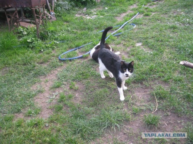Жизнь домашнего приюта для котеек 413