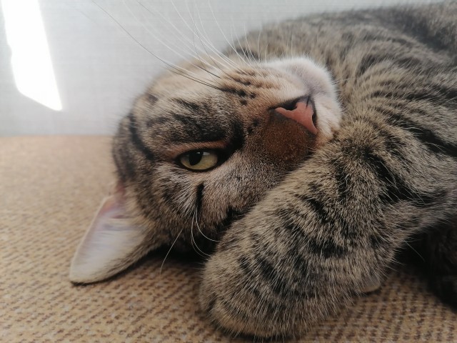 С Котовторником вас! Зовут Чеса!