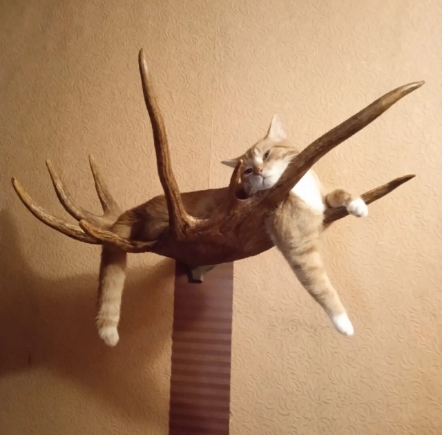 Муська отдыхает на двери