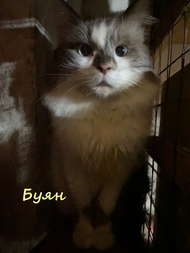 Жизнь домашнего приюта "Котоленд" 365