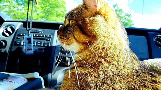 Честный баттл: АвтоКоты VS АвтоПсы