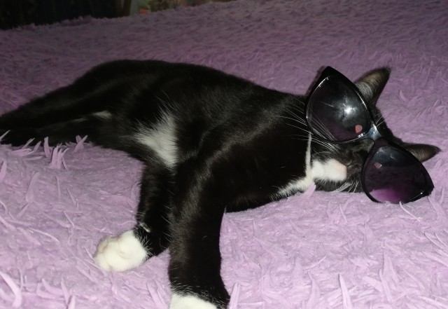 Коточетверг!