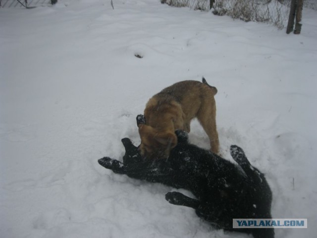 Жизнь домашнего приюта для котеек 437