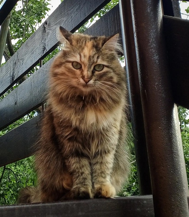 Начинаем котофторник?