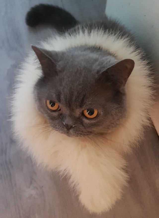 Начинаем котофторник?