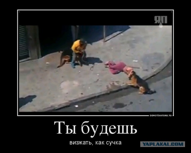 Не кидай камнями в собак