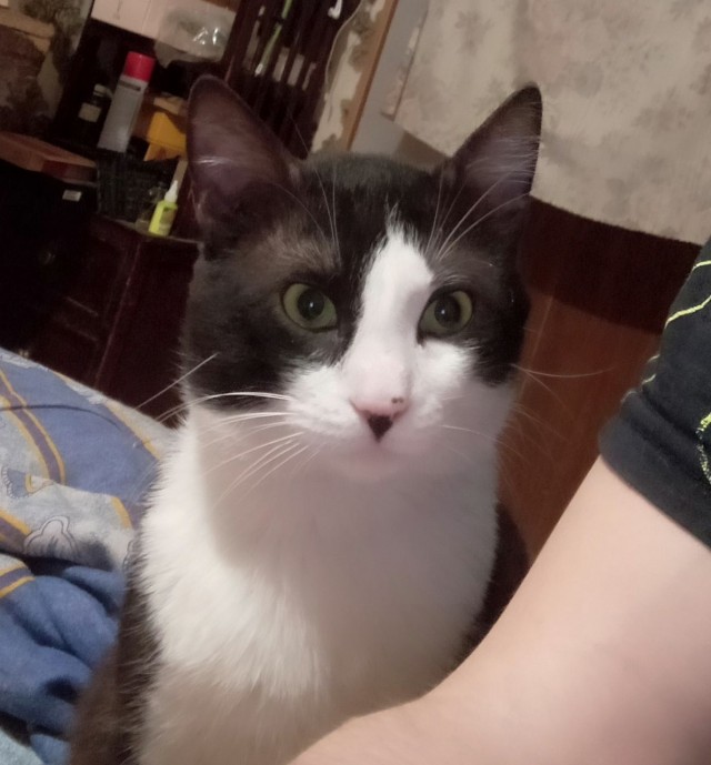 Кошка Фрося, продолжение