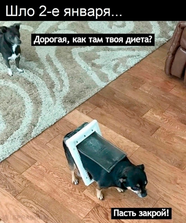 Весёлый полтишок 05.01.24