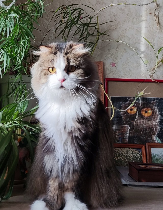 Моника
