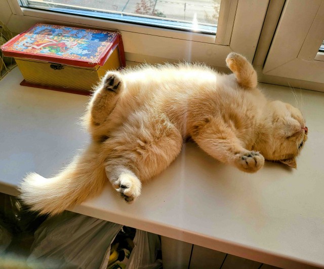 Котовторник
