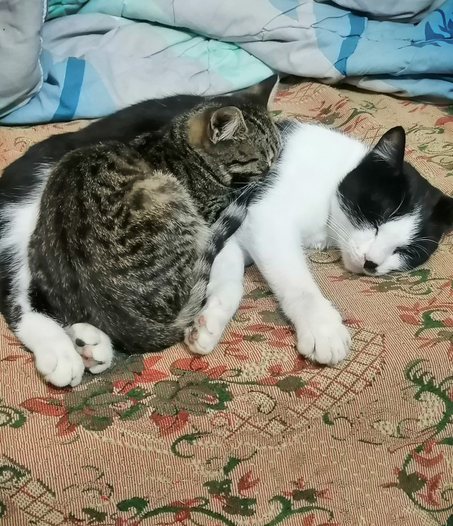 Коробочки наше фсё