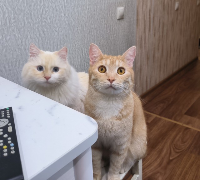 1 марта - день котов и кошек