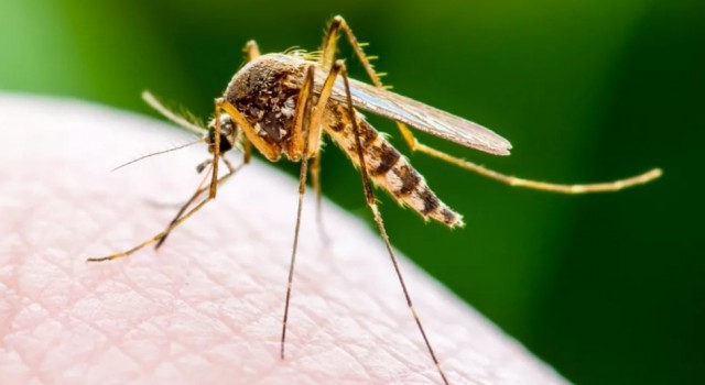 Как победить комаров?