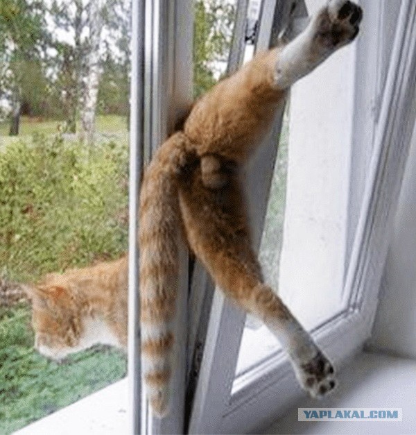 Рожденный мурчать летать не может