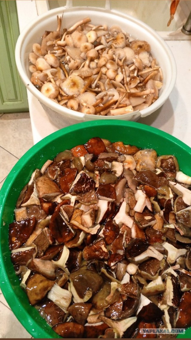 Рыжики( грибы).