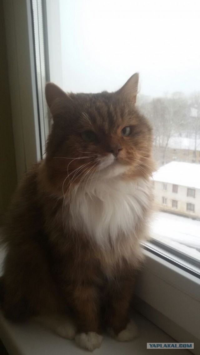 Я не косая, я раскосая