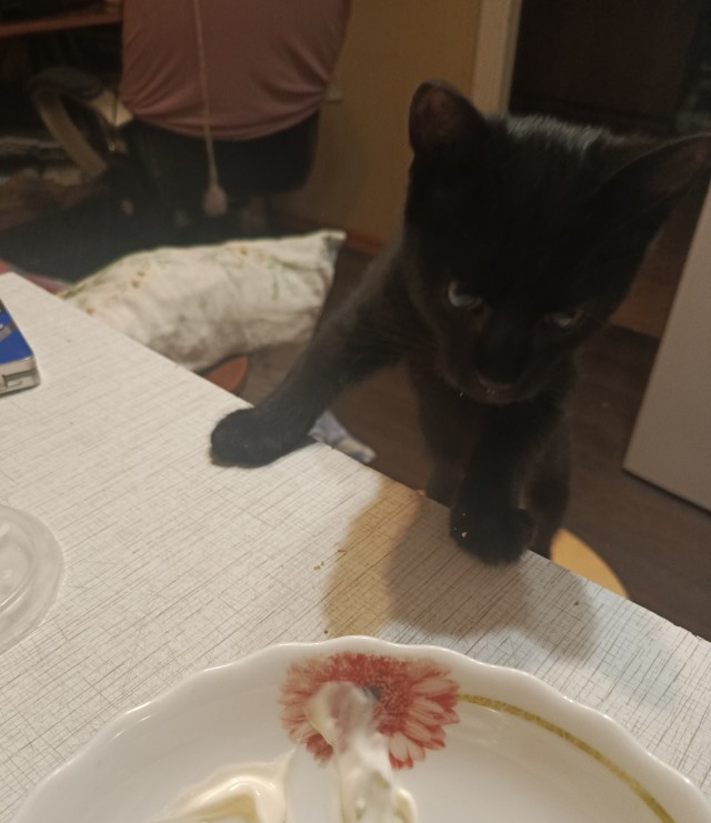 Котоотчет