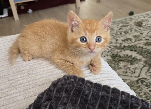 Маленький, рыжий, глазастый (котовторник)