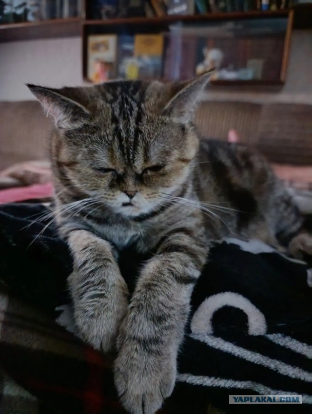 Котовторник же!