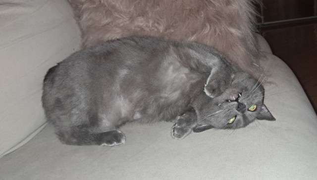 Котовторник