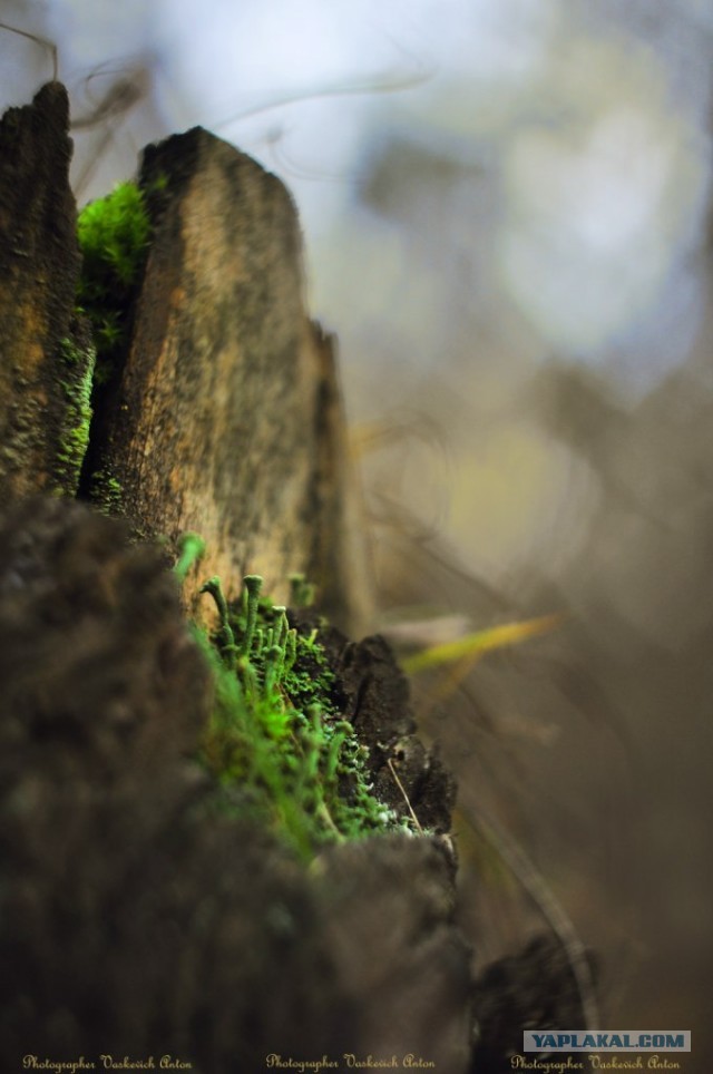 Фототехника былых времен