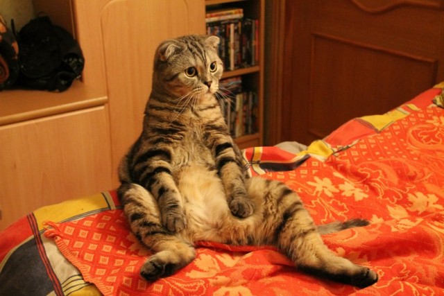Котейка, который не знает как лежат котейки