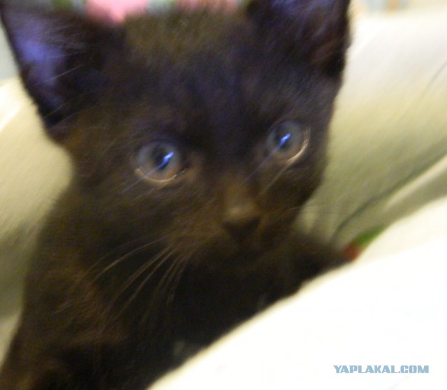 Новый член семьи