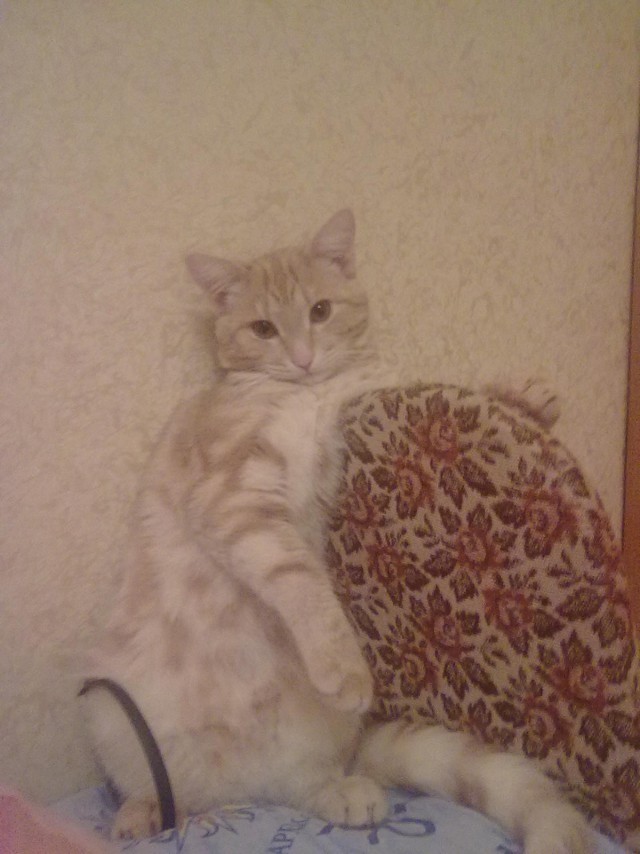 Забавный котикс