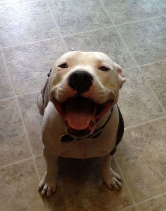 Как собаки встречают и провожают хозяев