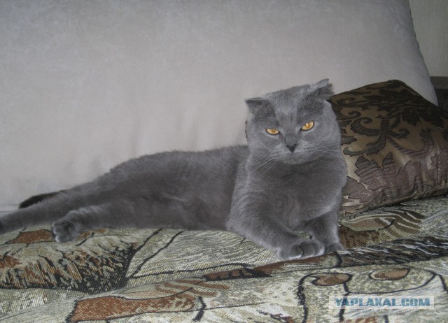 Котовторник 18.03.2014