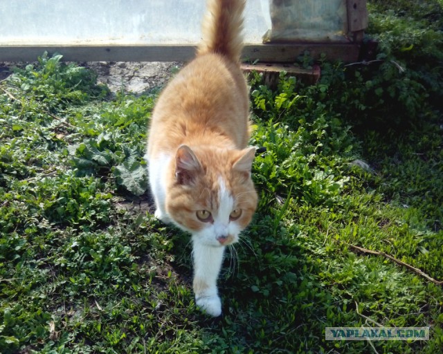 Котовторник 01.04.2014