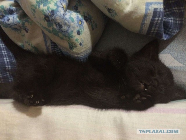 Котовторник 27.5.2014