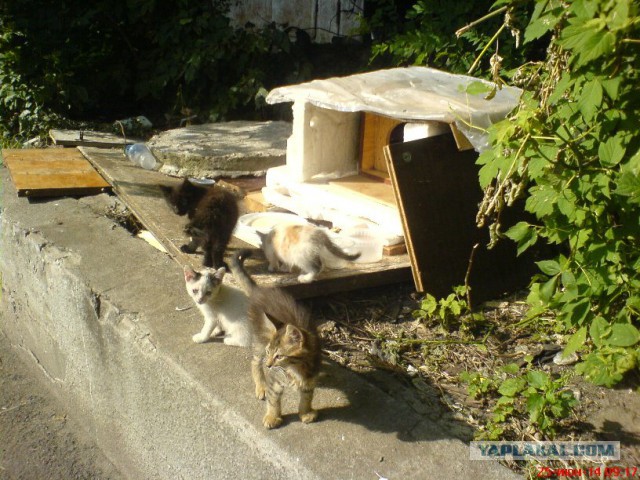 Котовторник 24.06.2014