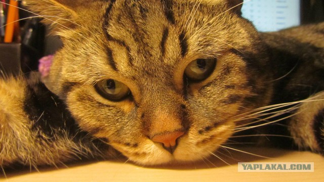 Котовторник 30.09.2014