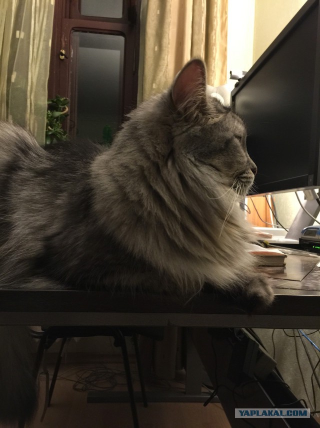 Котовторник 21.10.2014