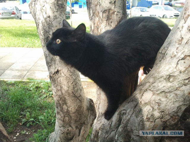 Котовторник 2.12.14