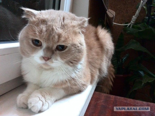 Котовторник 23.12.2014