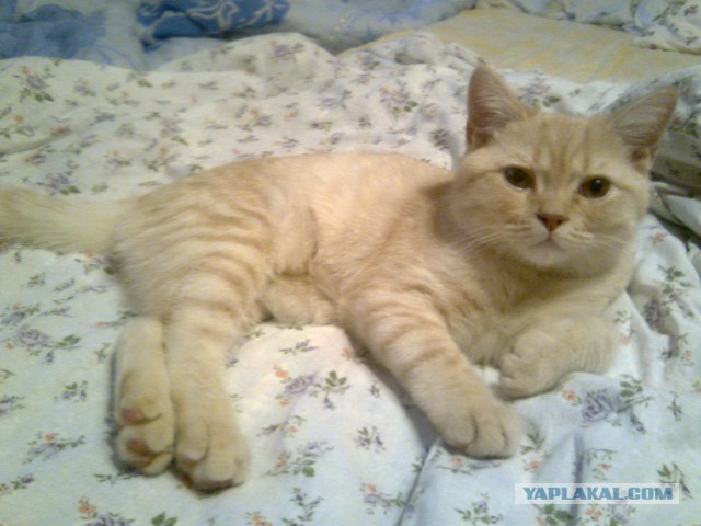Самые популярные клички кошек и котов