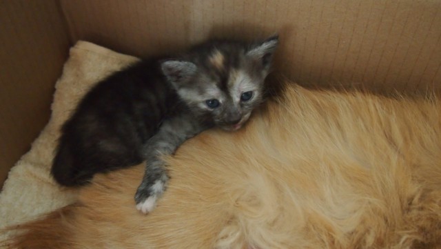 Котовторник 7.07.2015