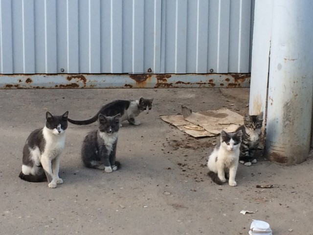 Котовторник